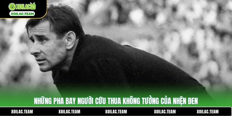 Những pha bay người cứu thua không tưởng của Nhện đen